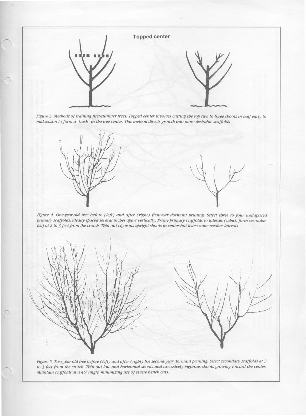 Topped center Figure 3. Methods of training first-summer trees. Topped center involves cutting the top two to three shoots in half early to mid-season to form a "bush" in the tree center.