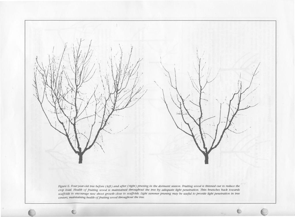 '.,\ \, \.1 \ / / (,. " i... J ""'\ ti I "'-. ", " Figure 6. Four-year-old tree before (left) and after (right) prnning in the dormant season. Frniting wood is tbinned out to reduce the crop load.