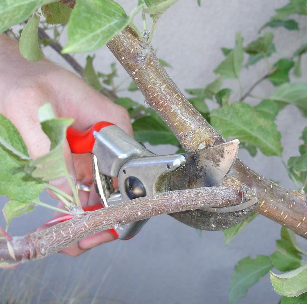 Only 2 Basic Pruning Cuts Heading cuts shortening a branch or shoot encourages lateral