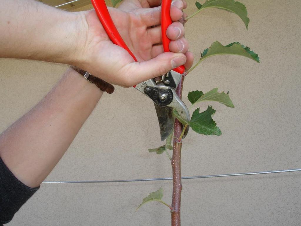 Scoring Forcing a bud to break -use a sharp knife