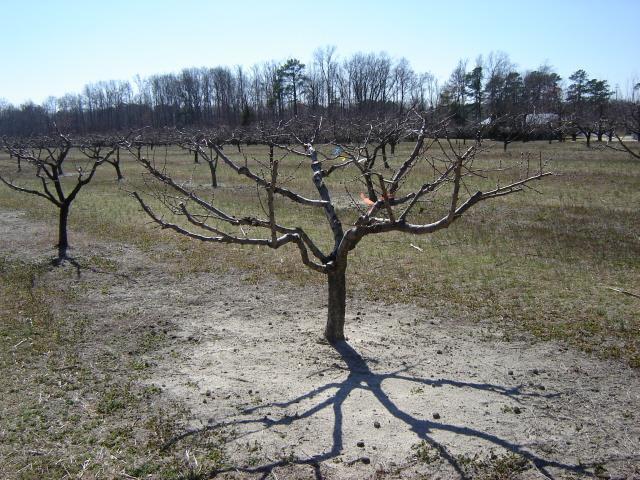 Prune during the dormant season. Any month that doesn t end in r.