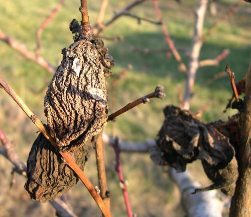 Sanitation (Brown Rot) Fruit mummies are the most significant source of