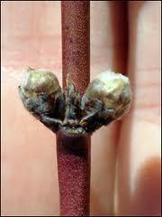 Delayed dormant (when buds swell) Image courtesy of Clemson University Apply a superior oil spray for white peach scale, San Jose scale, and European