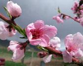 Peach, Plum & Cherry Spray Program Bloom Petal Fall Shuck split Delayed dormant: When buds swell