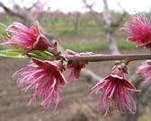 For aphids, scales and mites Bloom: Most of the flowers on the tree are open (Captan fungicide not