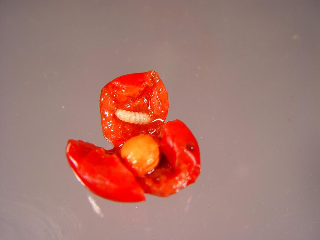 cherry  larva in
