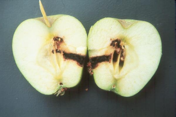 Codling Moth Pest of apple and pear Eggs are laid