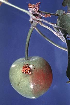 Oriental Fruit Moth Attacks peaches, apricot,
