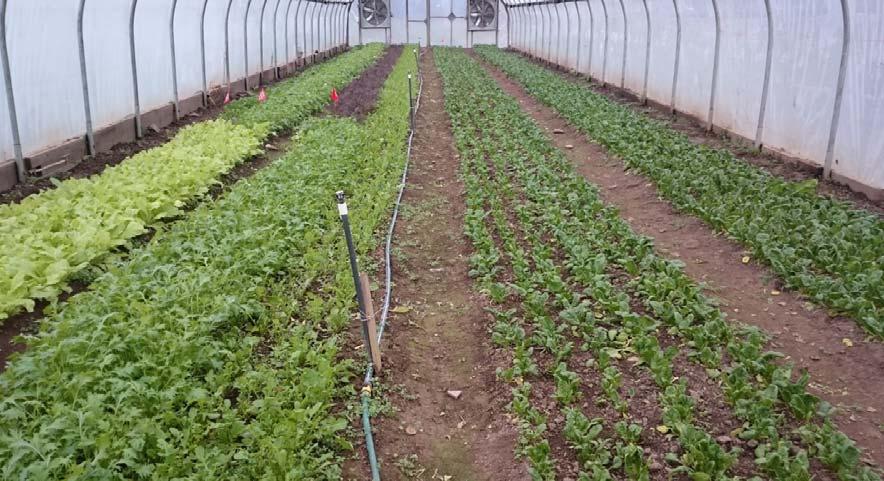 The project was funded by a Northeast Sustainable Agriculture Research and Education (NESARE) Partnership Grant to the National Center for Appropriate Technology (NCAT), in collaboration with New