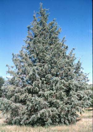 Cupressus arizonica Arizona Cypress