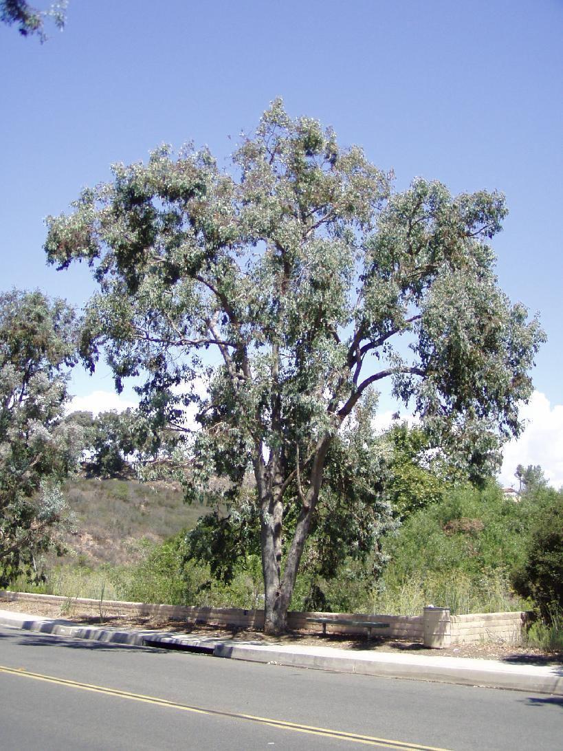 Eucalyptus polyanthemos Silver Dollar