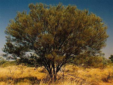 Acacia aneura Aneura or Mulga Acacia 8 to