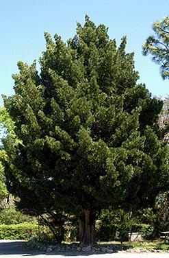 Podocarpus macrophyllus Japanese Yew Up to 40