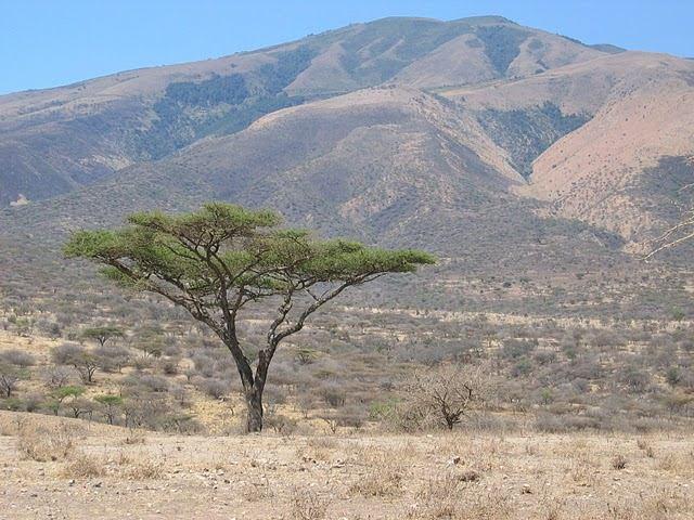 Acacia abyssinica Flat-top Acacia 25 ft