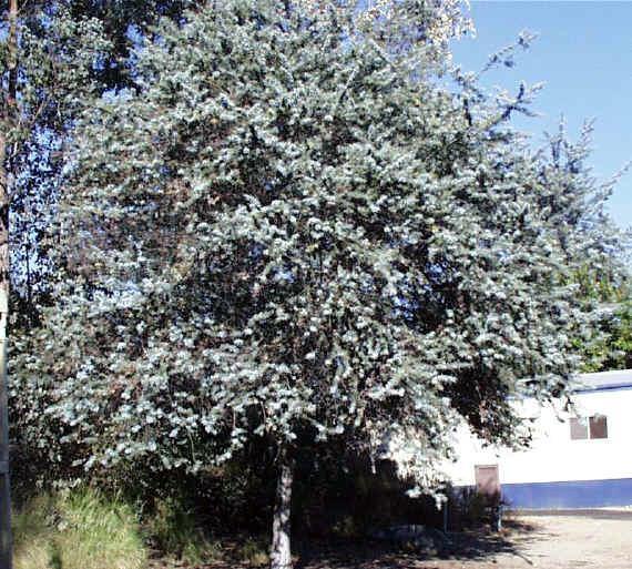 Acacia baileyana Bailey Acacia, Golden Mimosa Tree, Cootamundra Wattle Tree 20-30 ft