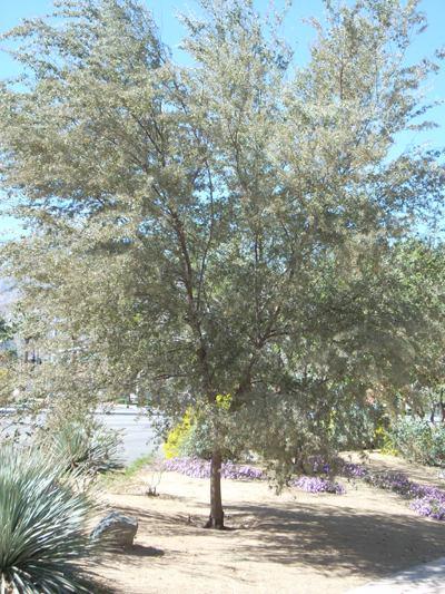 Acacia stenophylla Shoestring