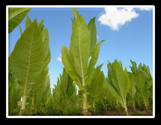 - Virginia type tobacco to be cured in tobacco barn - Barn consists of energy chamber with air heating generating equipment and tobacco drying chamber - Fresh tobacco leaves are compactly packed in
