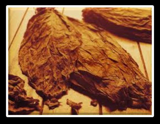 during tobacco bulk curing: I stage - yellowing (air recirculation without moisture removal) II stage - leaf drying (air circulation with recuperation and moisture removal from the barn) III stage -