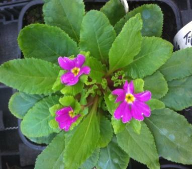 Old and the New Primula