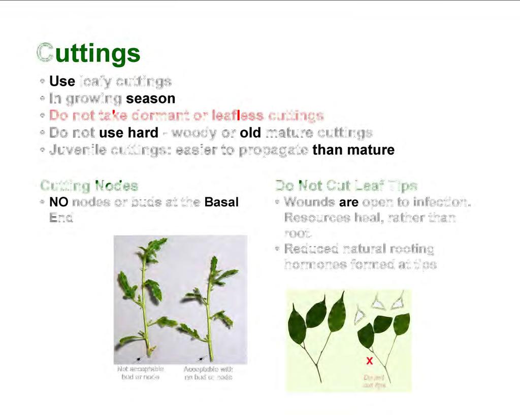 Cuttings Use leafy cuttings In growing season Do not take dormant or