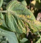 Oklahoma Cooperative Extension Service F-7626 Common Diseases of Tomatoes - Part II Diseases Caused by Bacteria, Viruses, and Nematodes John P.