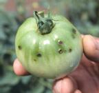 com Diseases of tomato caused by bacteria, viruses, and nematodes can be severe, reduce tomato yield and quality, and generally are more difficult to control than those caused by fungi.