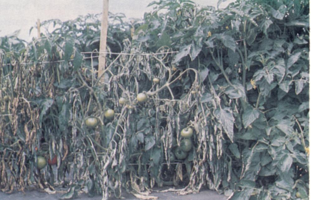 The bacterium is carried on seed and on transplants, and can survive for short periods in soil, contaminated greenhouse structures, and wooden tomato stakes.