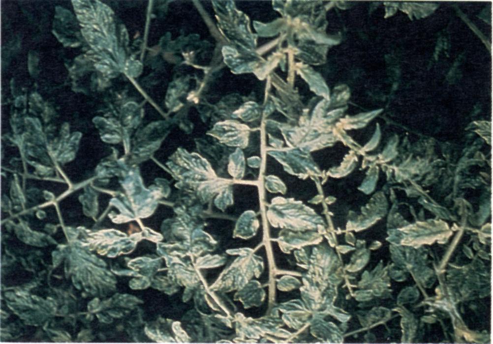 Figure 12. Beet curly top virus - purple leaf veins. important reservoirs of the virus, and crop species including tomato, spinach, pepper, and sugar beet.