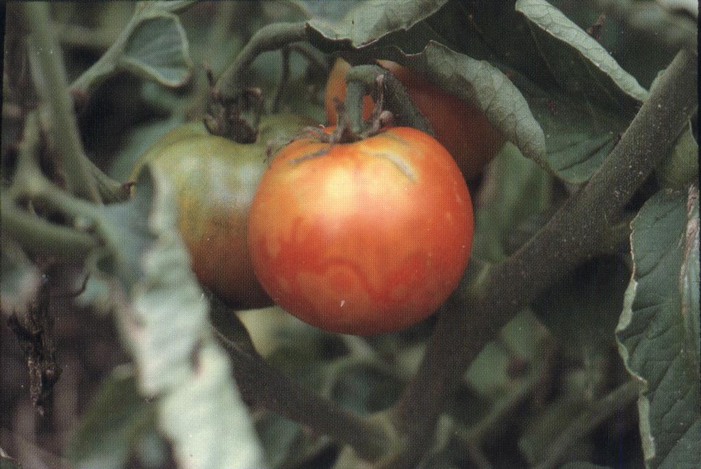 Tomato spotted wilt (Tomato spotted wilt and Impatiens necrotic spot viruses) Tomato spotted wilt disease is caused by two closely related viruses, Tomato Spotted Wilt Virus (TSWV) and Impatiens