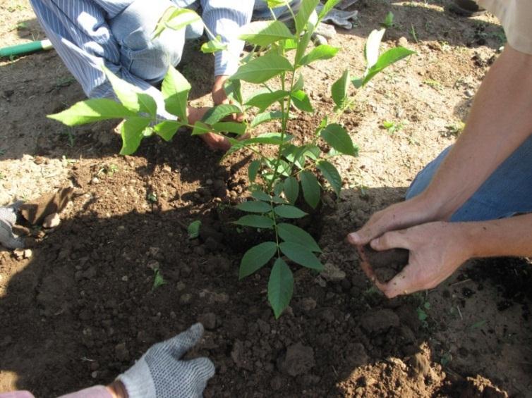 Guidelines for Handling Potted Walnut Clonal Rootstock Plants Janine Hasey, UC Farm Advisor Sutter/Yuba/Colusa counties The standard walnut rootstocks are seedling Paradox and seedling black.