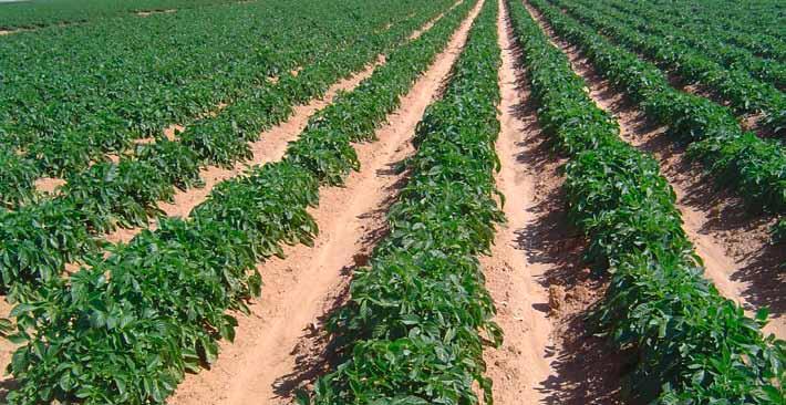 Soil run off and erosion control Yield and quality increase in tomato production Yield and quality increase in potato production reduces soil compaction and thereby increases the infiltration rate of