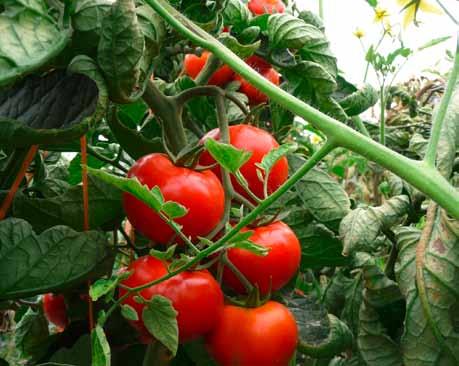 During a field trial conducted in Florida, tomato production on an untreated soil was compared with tomatoes grown in a soil where was banded in the tomato bed at a rate of 2 lbs. per acre (22.