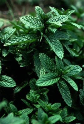 Peppermint Oil Uses: Repellent for Golphers,