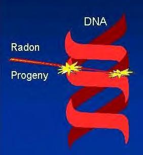 How does Radon cause cancer? Unlike radon, which is a gas, radon decay products are solid particles. These particles become suspended in the air when they are formed.