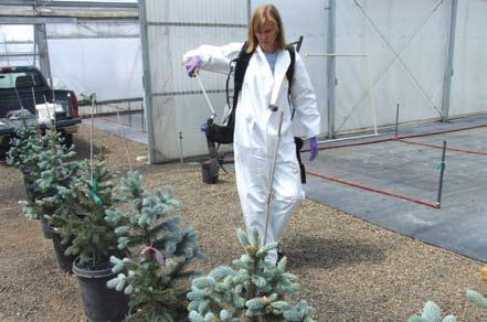 Growing Knowledge Feeding through the leaves Scientists study whether foliar fertilization has benefits for tree growers OREGON STATE UNIVERSITY These Colorado blue spruce trees (Picea pungens