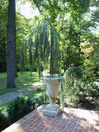 The conifers in decorative urns, see below, found many admirers.