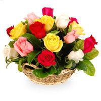 Rose Surprise 24 short stemmed mixed colour (red, white,
