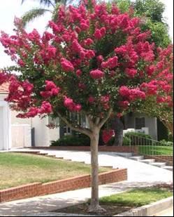Trees Crape Myrtle Trees that frame the street and