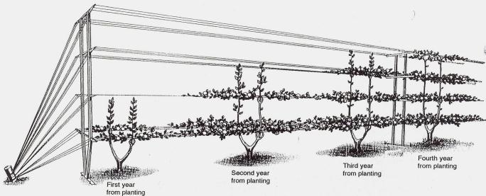 Suggested Question 1. The first winter pruning (one year after planting) of an open-center trained tree involves: a. Selection of primary scaffolds. c. Selection of secondary scaffolds. b.