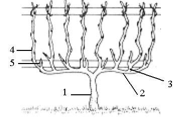 Suggested questions The canes in grape trees could be headed back to form the followings except a. Fruiting spur c. Renewal spur b. Fruiting cane d.