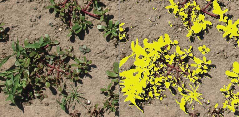 Figure 6. Example of quantification of weed cover with digital image analysis (Image J colour threshold tool). Table 3.