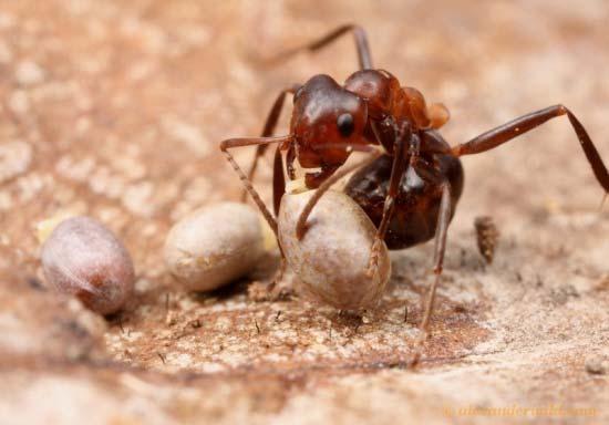 relationship ants eat