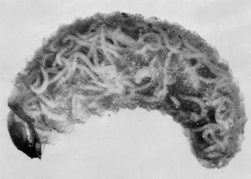Biological Management of Insect Pests Entomopathogenic Nematodes Form associations with bacteria Larvae and bacteria work