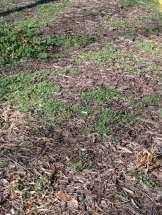 Slide 10 Mulch failure Mulch failure: Weeds can still occur in mulched beds because: