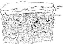 Slide 14 Cultivating Cultivating deeply breaks soil crust, allows weed