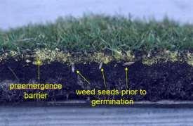 Slide 20 How Preemergence Herbicides Work How preemergent herbicide works: Forms a chemical barrier that germinating seedlings must pass through, which kills them.