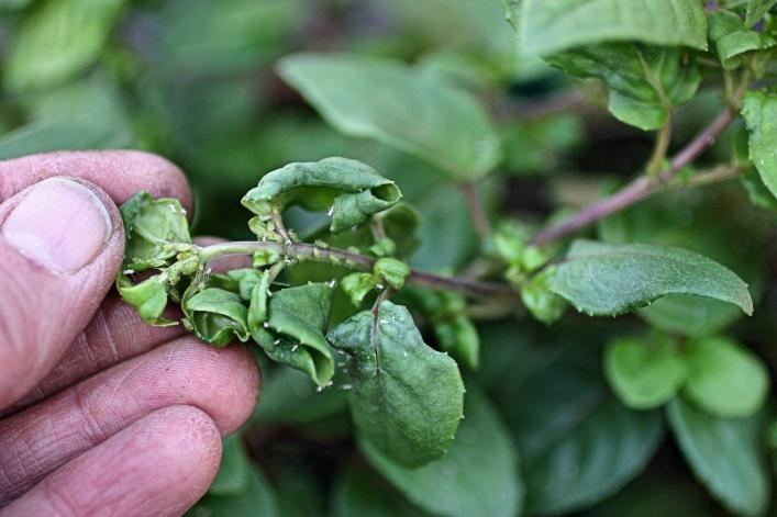 In the early stages of infestation Aphids will normally be found on the