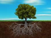 TREE HEALTH Trees need deep rich
