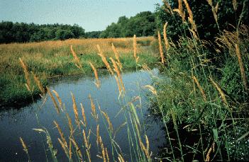 In the United States, most tidal saltwater marshes extend along the eastern shore from Maine to Florida, and along the Gulf of Mexico.