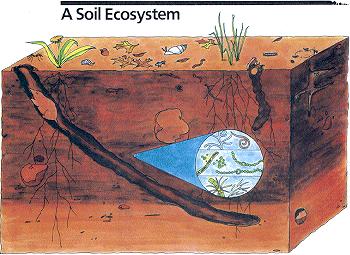 The Soil as an Ecosystem The soil is a living, breathing ecosystem.